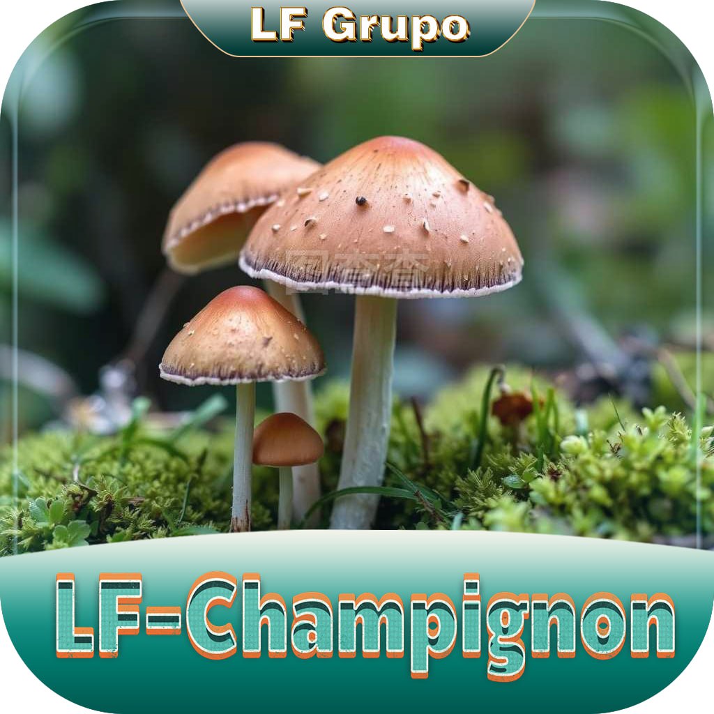 ✨ Lf Champignon